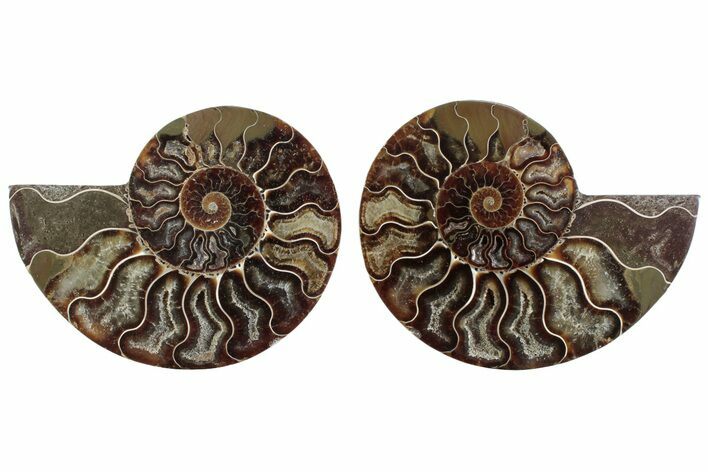 Cut & Polished Crystal-Filled Ammonite Fossil - Madagascar #364760
